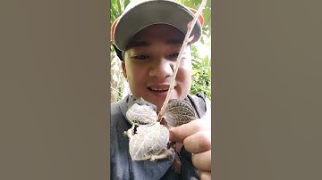 Lan kim tuyến rừng. Loại dược liệu quý hiếm có tại nơi rừng sâu đại ngàn.