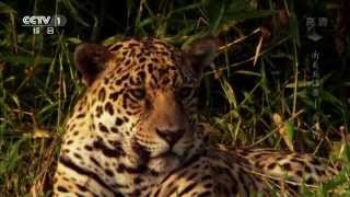 南美五猛兽——美洲豹《魅力纪录》 2014.05.12CCTV1