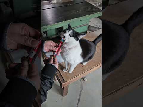 사람 말 알아듣는 아이큐 200 고양이 #나비 #츄르먹방 #고양이 #츄르