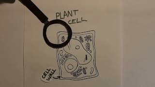 How microtubules shape and support plant cells