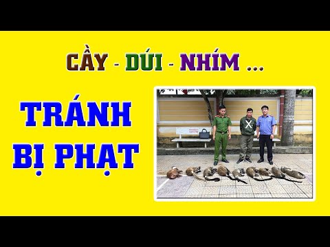 Video Hướng dẫn đăng ký gây nuôi và xin cấp phép vận chuyển... - youtube