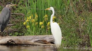 The Great Blue Heron and The Great Egret