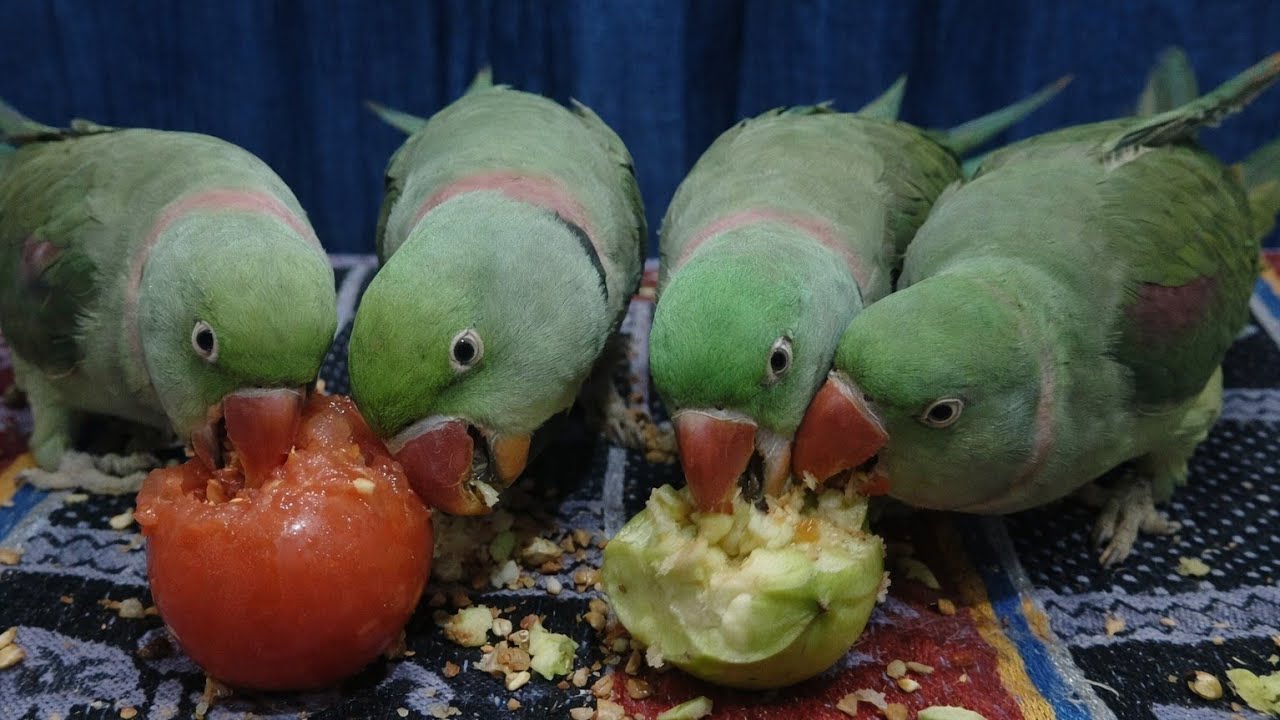 Radhe Radhe|| 🔴 Live Bolta Parrot Real Time Reaction 🦜|| Live Parrot Cam 🦜 | Non Stop Talk & Fun