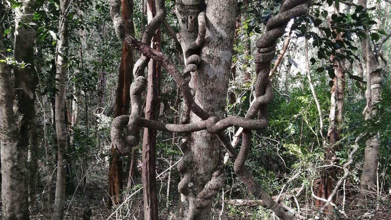 Arb Braid Tree The Braided Tree of Grootvadersbosch Nature Reserve - YouTube
