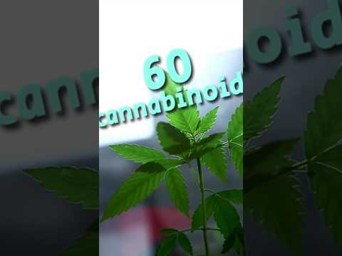 Vitality Cbd Gummies Reviews Price Work Or Benefits For Customers Special Offer For You