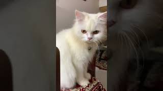 Cute Persian Video | Cute Female Persian | Persian Cat by Persian Cat 407 views 6 months ago 1 minute, 2 seconds