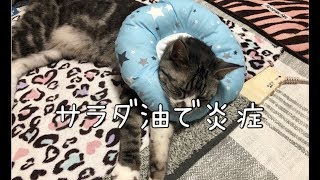 【ハゲ】サラダ油で顎下が炎症？【エリザベスカラー】