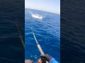 That’s what we call an epic surface strike! #pescaria #fishing #sea #nature