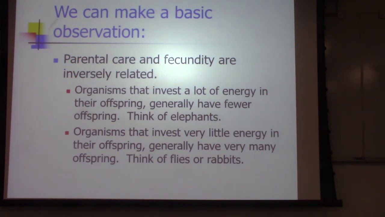 Life History Theory 2 YouTube Life History Theory 2 YouTube
