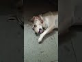 how will my dog react if I always call her with her name