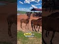 ¡Este peón ahora está criando mulas y caballos hermosos! 😂🐴