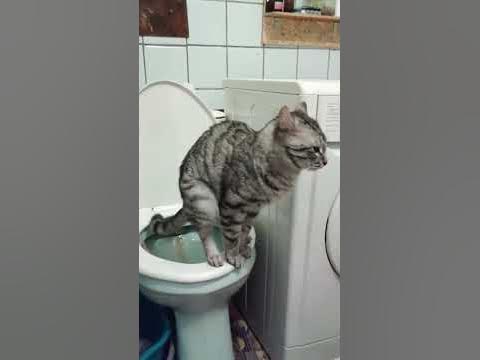 кот какает в туалете - YouTube