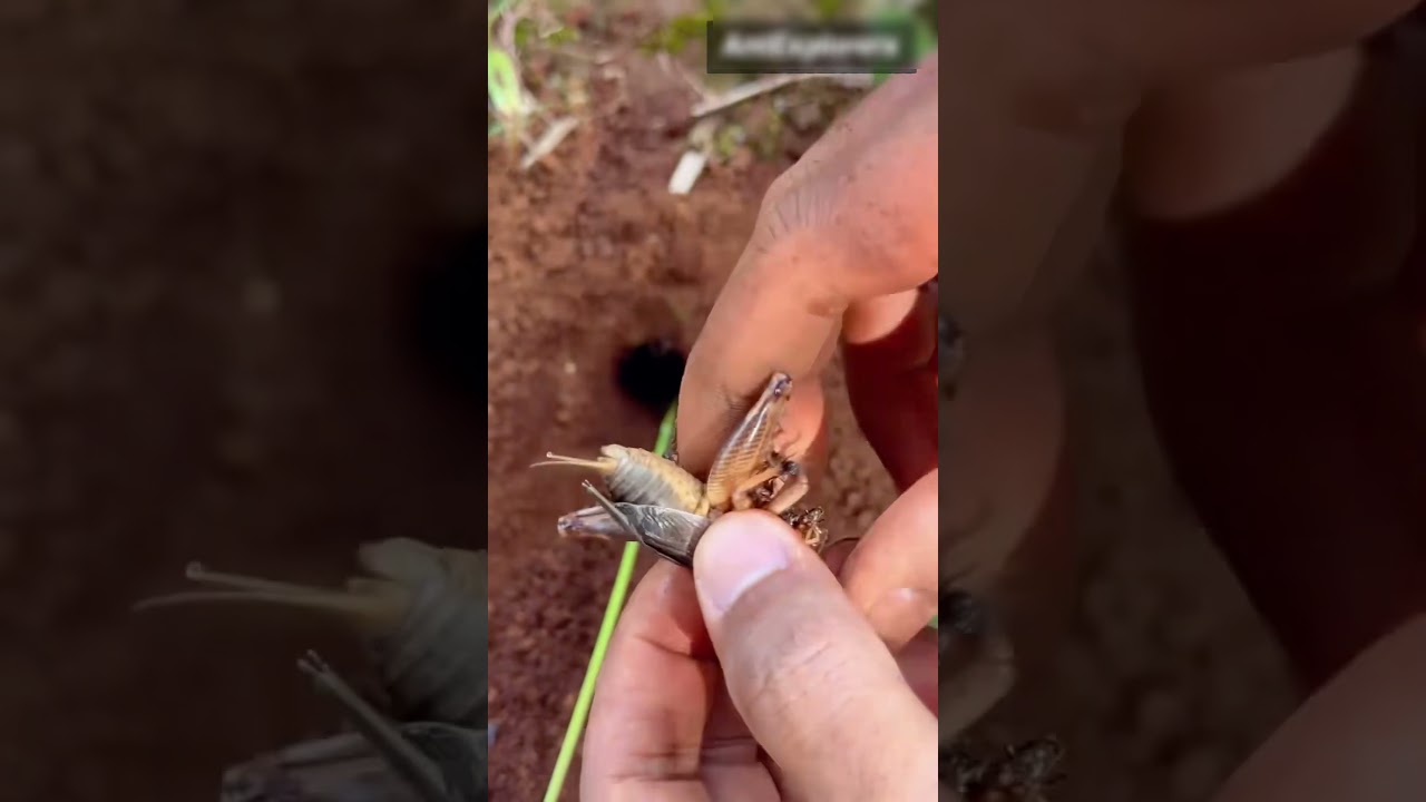 How to catch massive crickets from deep holes 