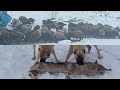 Mart ayında kar ve tipi içinde koyunlara ot verdik köpekleri kurt postuyla denedik#kangalkurt#wolf