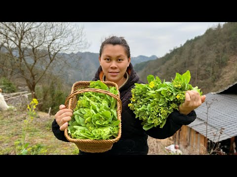 今天去地里摘了很多白菜苔，配上一锅麻辣鸡吃着太香了Eat fresh vegetables and spicy chicken today