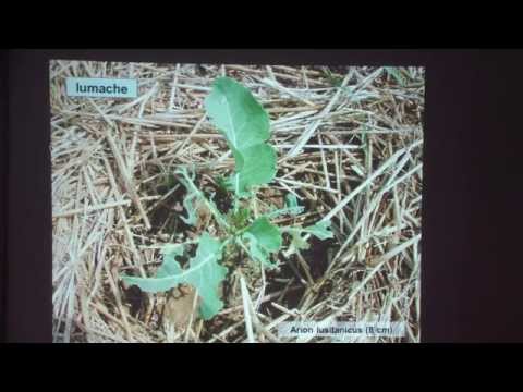 Video: Informazioni sulle piante emiparassitarie: le piante emiparassitarie causano danni nei giardini