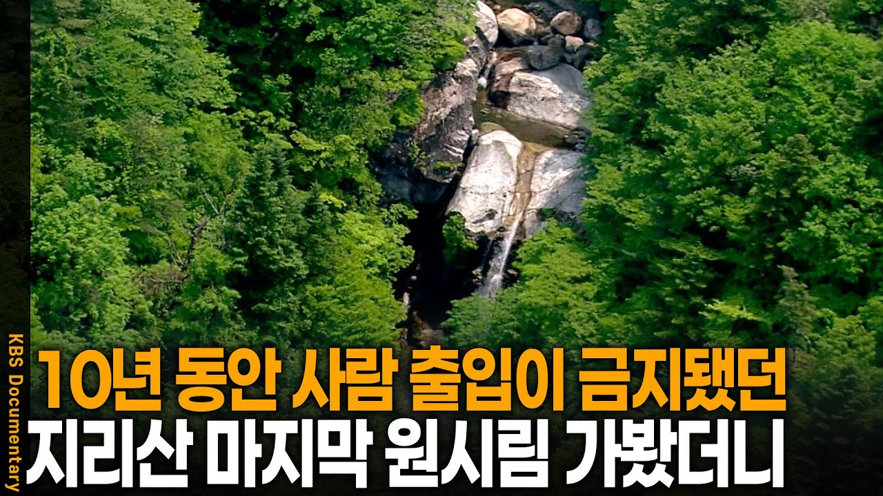 가고 싶어도 갈 수 없던 미지의 계곡, 지리산 최후의 원시림 가봤더니 | KBS 환경스페셜 20080611 방송