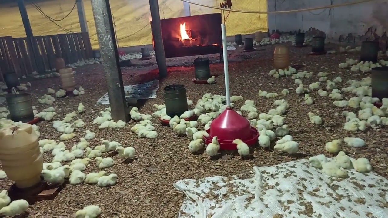 Criar frango de corte é muito bom 