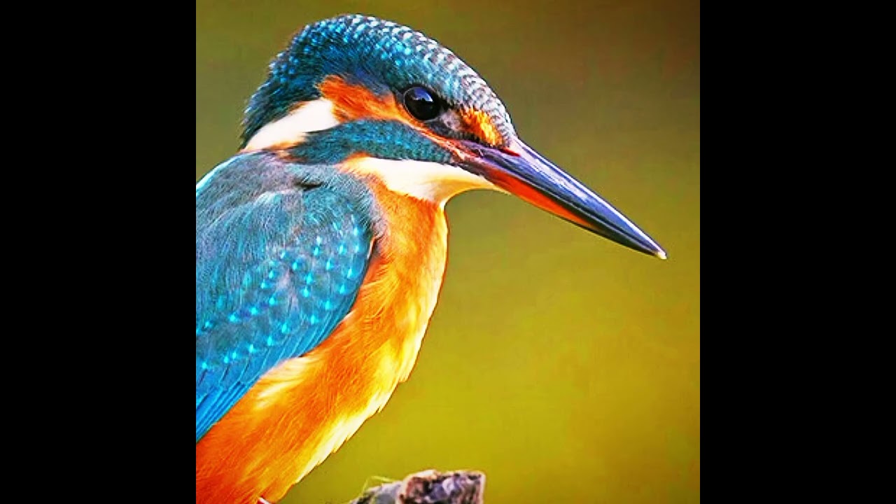 Кто же такой зимородок???