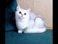 Котик серебристой шиншиллы