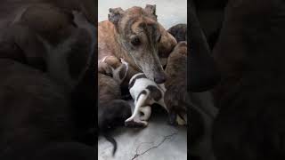 Greyhound puppies #greyhound #greyhoundpuppy #doglover #cutepuppies #shorts  #dog#viral#shortvideo