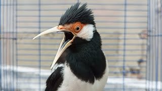 Suara Jalak Suren Gacor Full Isian Variasi - Masteran Suara Burung Jalak Agar Gacor Full Isian Mewah