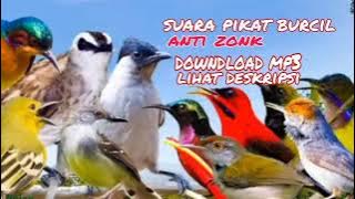 suara pikat burung kecil.ampuh anti zonk