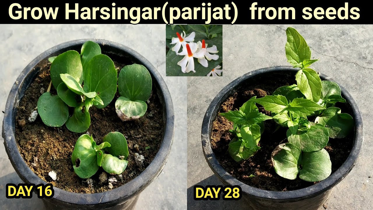 Grow Parijat Or grow-parijat-or
