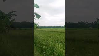 Download Lagu #suasanasawah #lagumalaysia #iklimbukanniatku MP3