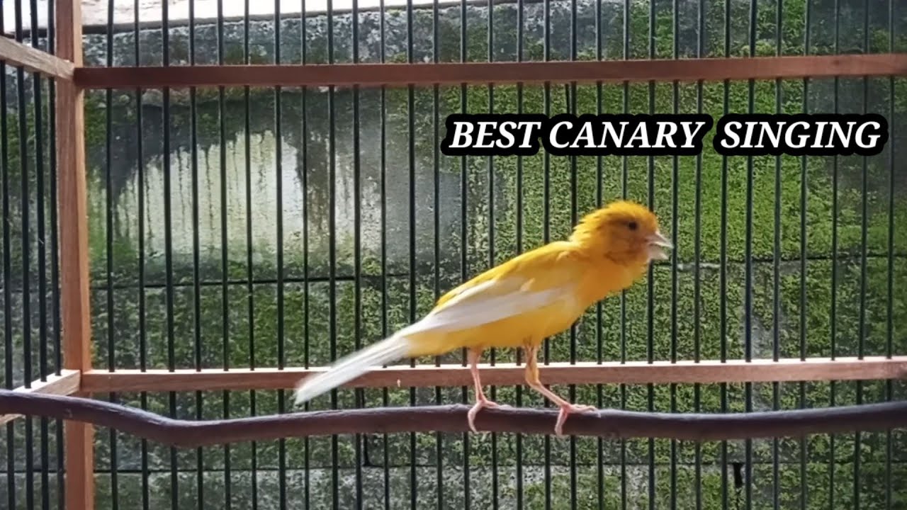 Curated visual reference: Picture Idea: Canary Singing Treinamento Para Canário Canário Mestre جزر الكناري Episode