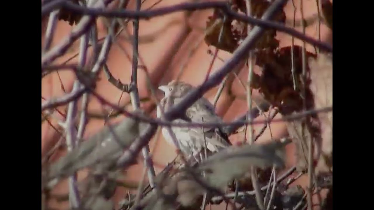 roze spreeuw - rosy starling 6 november 2012