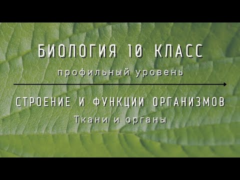 Биология 10 кл Проф уровень §30 Ткани и органы