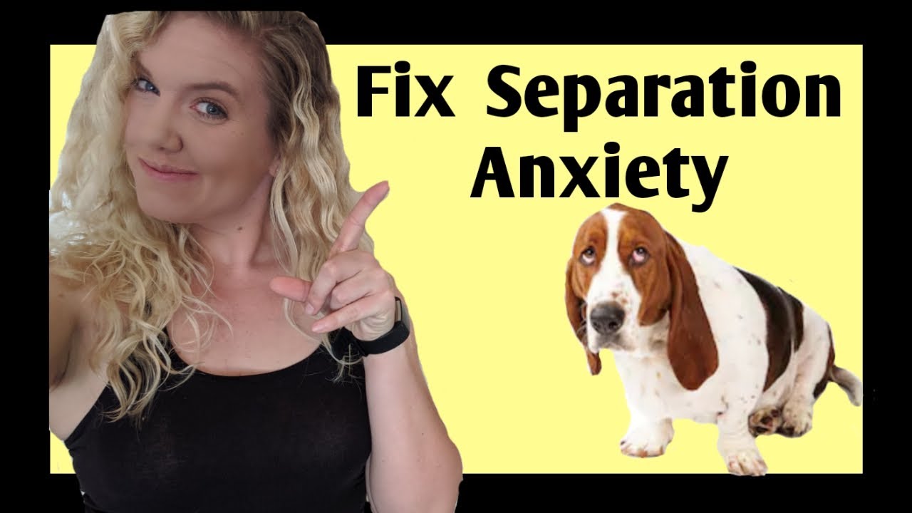 How to Stop Your Dog’s Separation Anxiety (using SCIENCE) YouTube