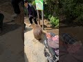 CAPYBARA #shorts #youtubeshorts #viral #japan #yokohama