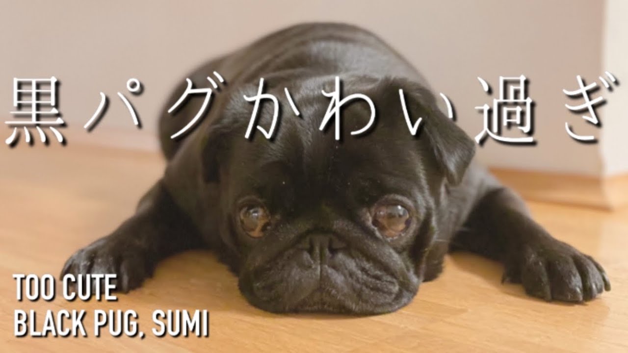 パグ犬 炭鈴 ともかく黒パグがめっちゃ可愛い Our Beautiful Black Pug Sumi Pug Youtube