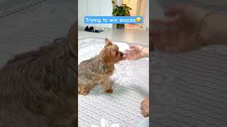 A Clever Puppy Trying To Win Snacks | Cute Funny Yorkshire Terrier Dog #shorts #dogsofyoutube