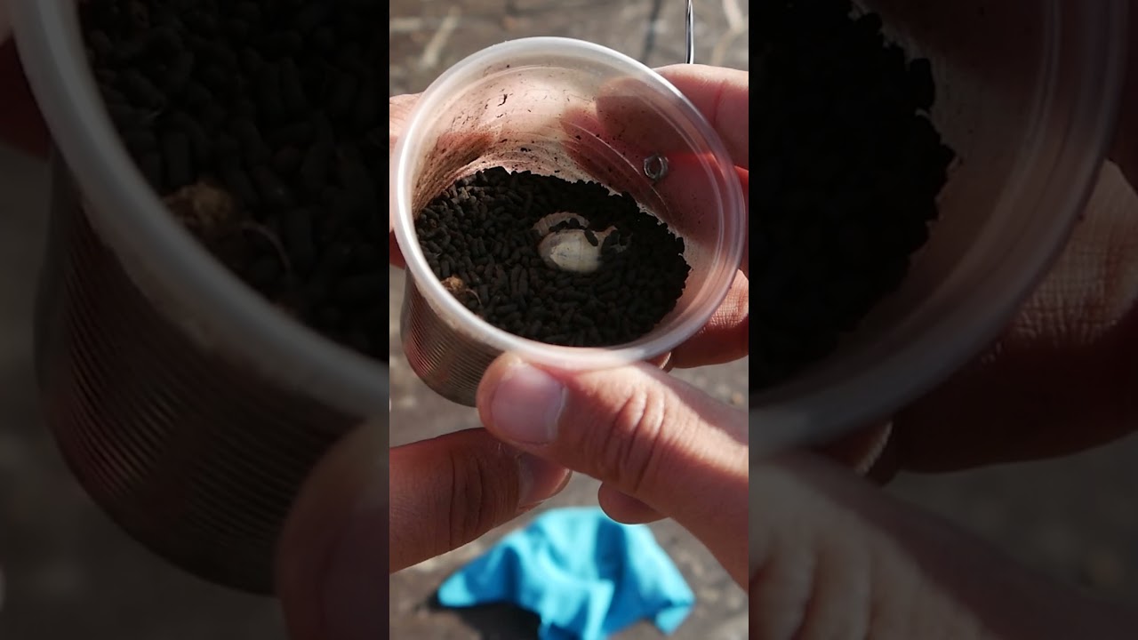 Ловлю сома на личинку майского жука!