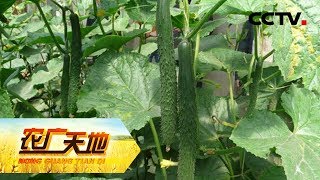《农广天地》 20180528 平泉黄瓜进北京 | CCTV农业
