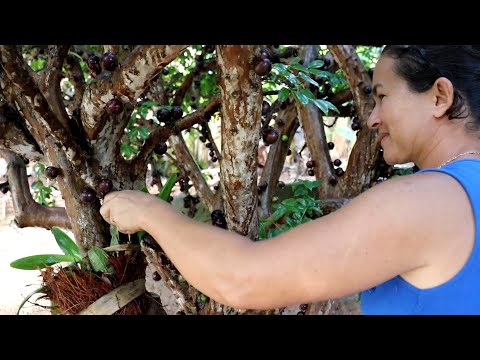 COMO FAZER GELEIA DE JABUTICABA