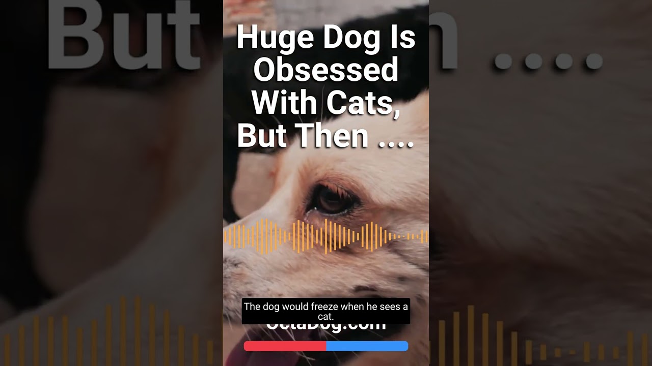 Huge Dog Is Obsessed With Cats So He Was Surprised With A&hellip; #shorts #dogs #dogshorts (OctaDog.com)