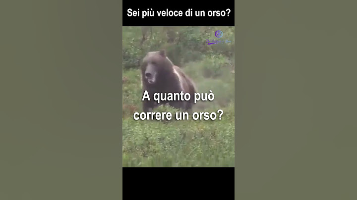 🐻 Orso in Corsa: Più Veloce di un Uomo? 💨 Scopriamolo Insieme! 🏃‍♂️ #orsi #comportamento