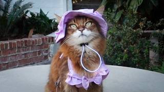 It’s Fall! So Why Is This Cat Wearing a Swimsuit?