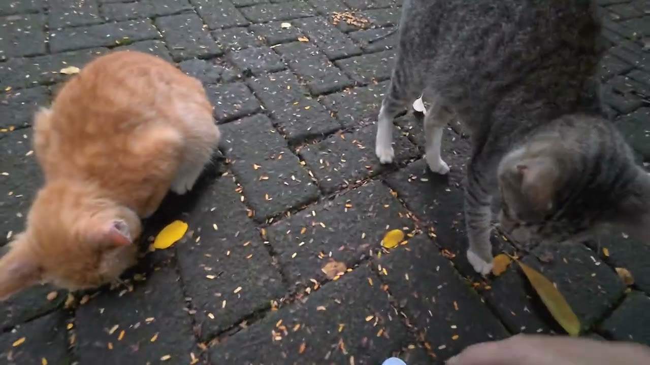 They Looked Relaxed… But They Were Actually Hungry