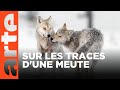 Une année parmi les loups | ARTE Évasion