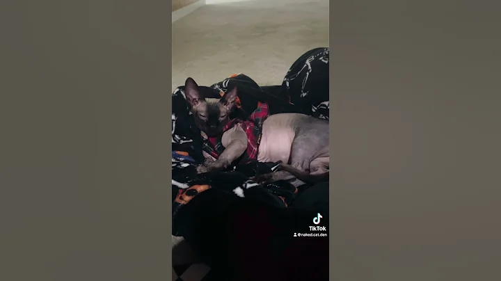 Watch the video about Nagini-Sumiko 🖤 #fyp #explorepage #cat #sphynx #sleepy #siamese #fireplace #cozy