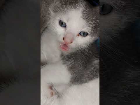 Pisicuta Si Limbuta Shorts Animăluțe Pisica 