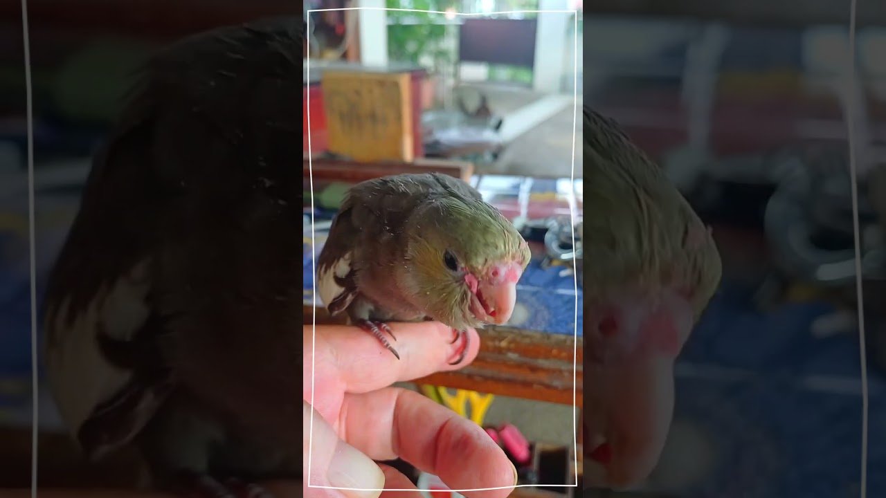 何時までたっても、顔をみると…ジャージャー😅