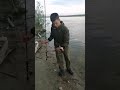 Вот такая рыба водится в Оби.#рыбалка#Обь#язь