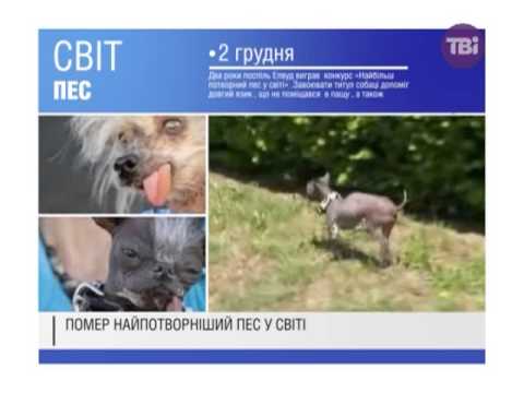 Помер найпотворніший пес у світі