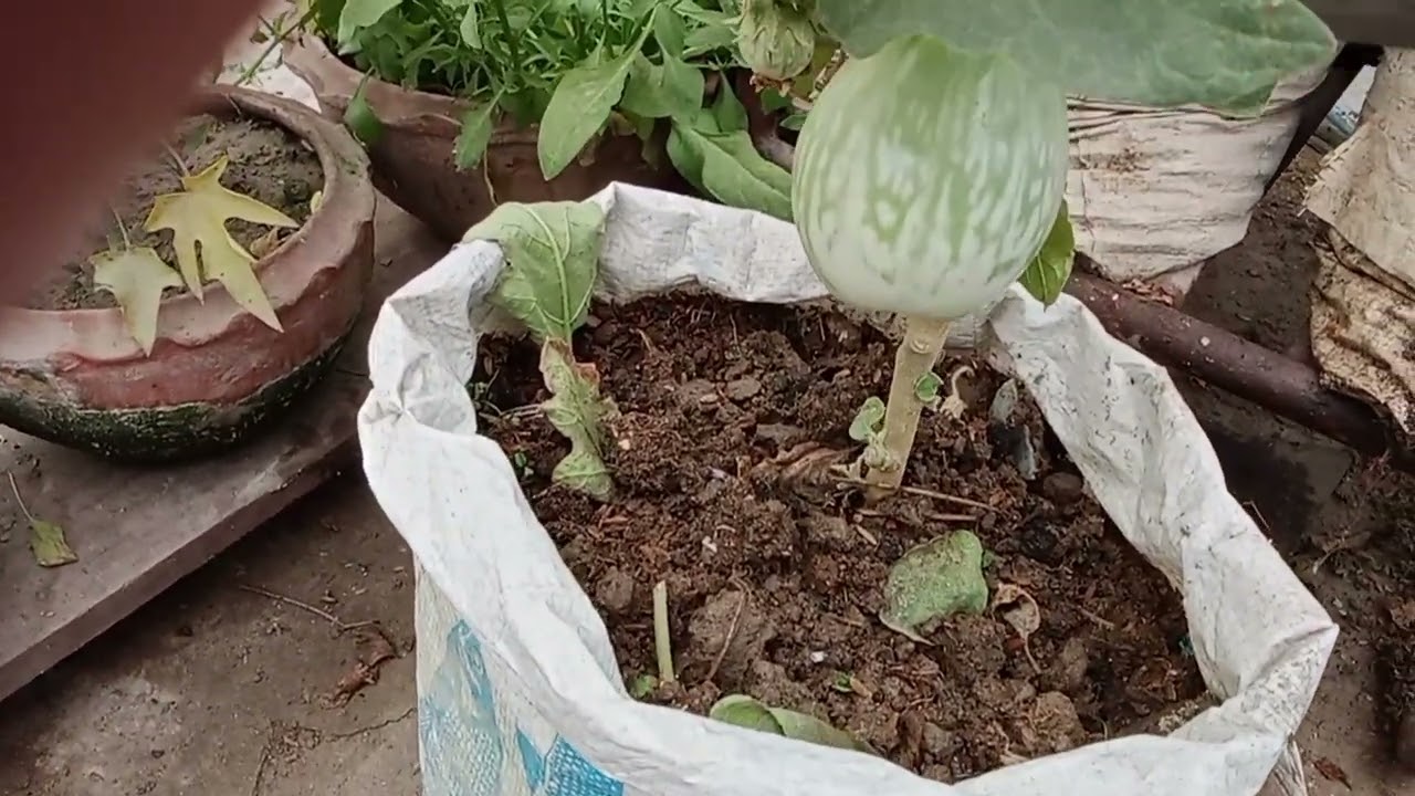 সকাল সকাল কিছু শাকসবজি তুললাম 😊